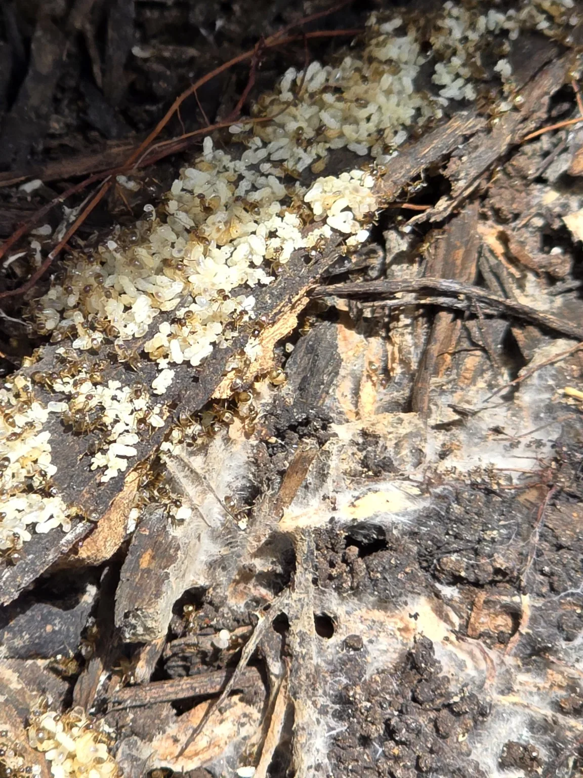 Active ant colony and brood discovered during inspection