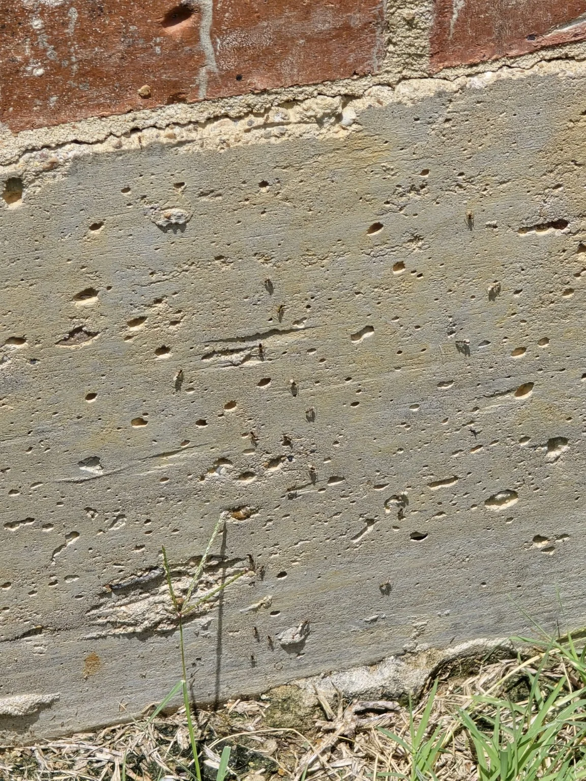 Ant activity traveling along a residential foundation