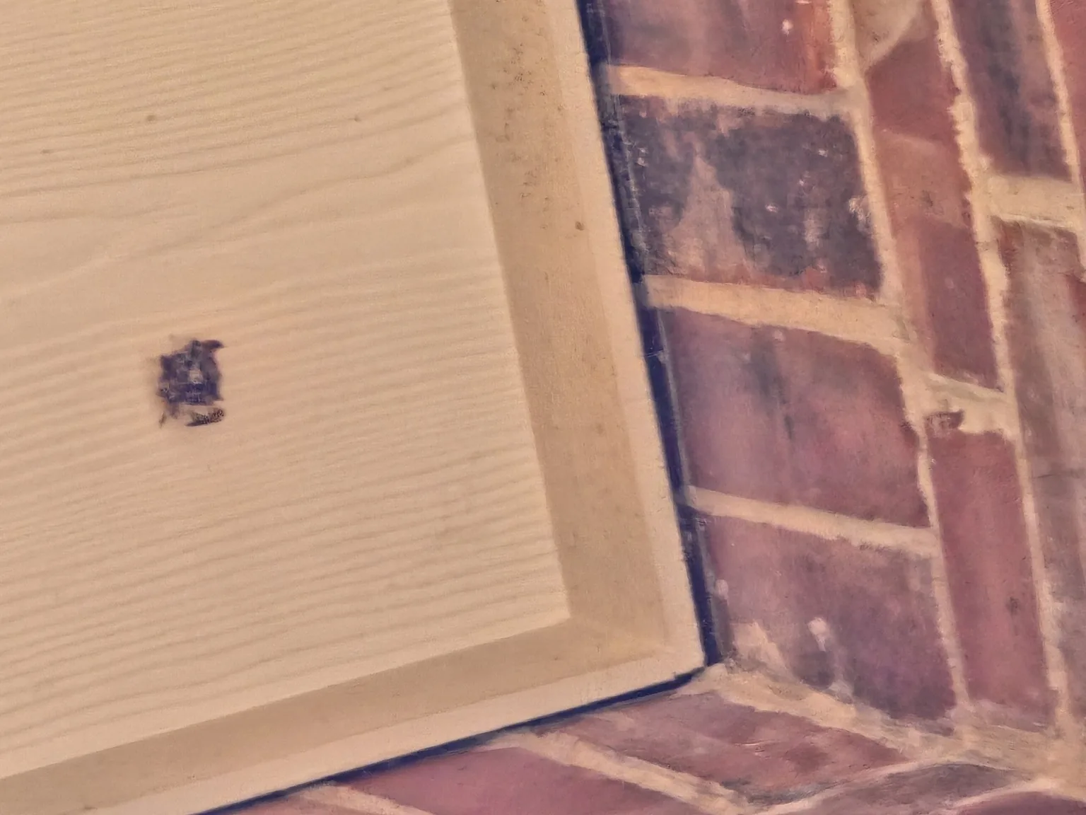 Paper wasp activity beneath an exterior corner of a North Texas home