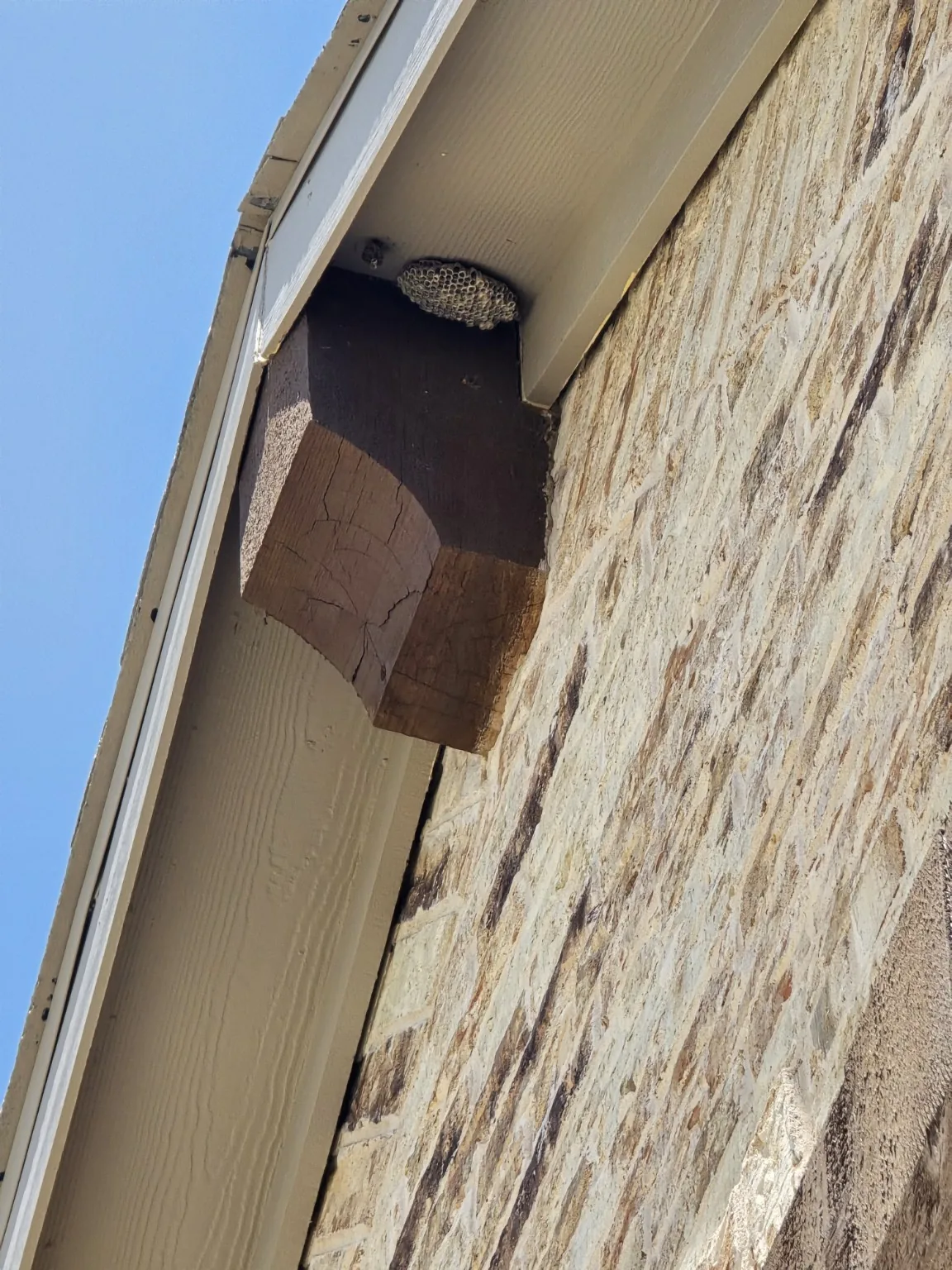 Wasp nest beneath an eave