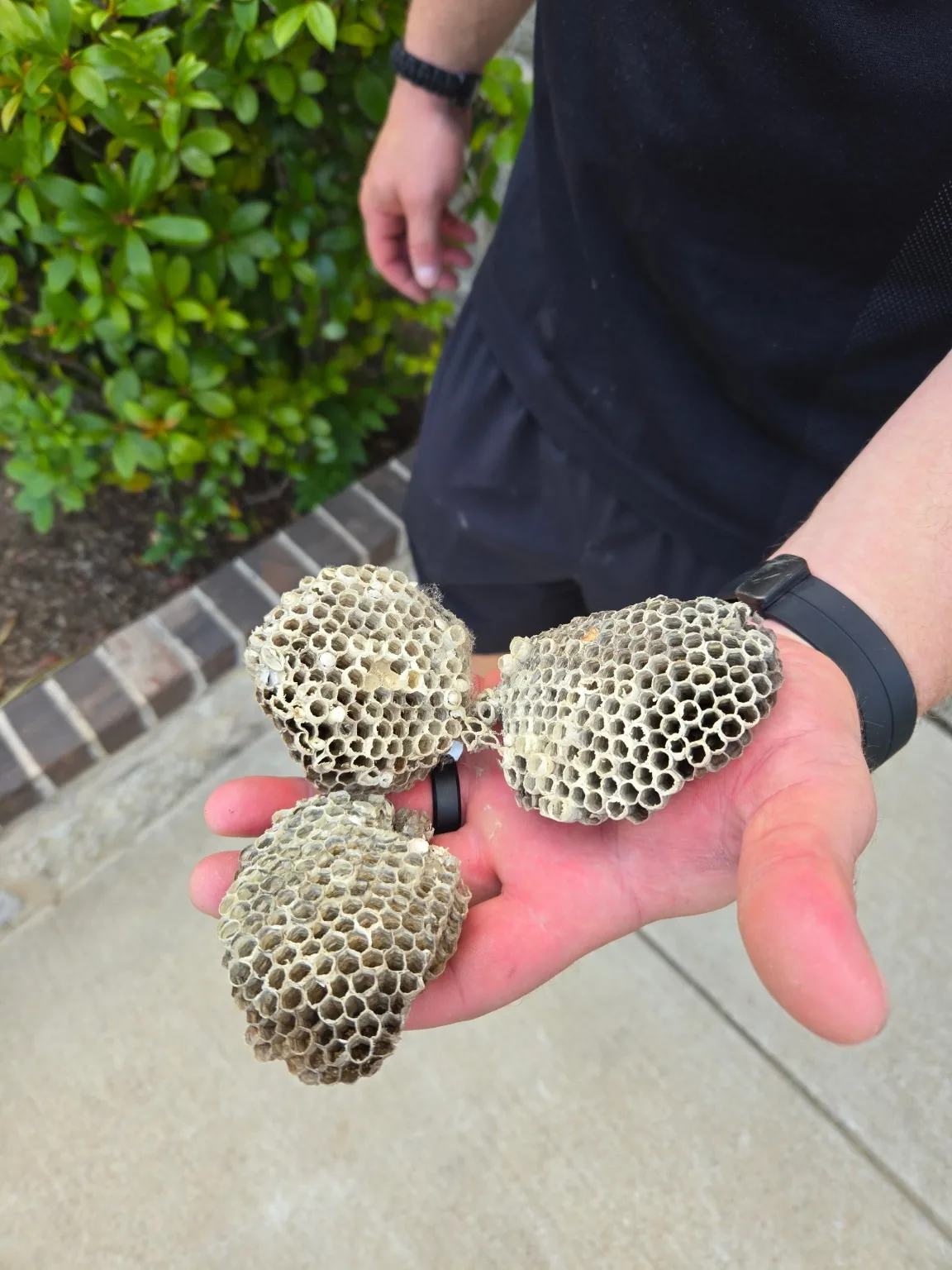Three removed paper wasp nests
